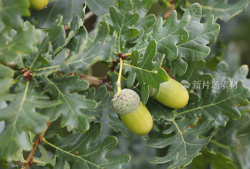 长柄栎(Quercus robur)